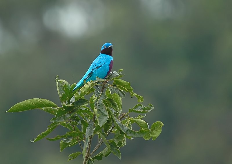 Cotinga Amabilis
