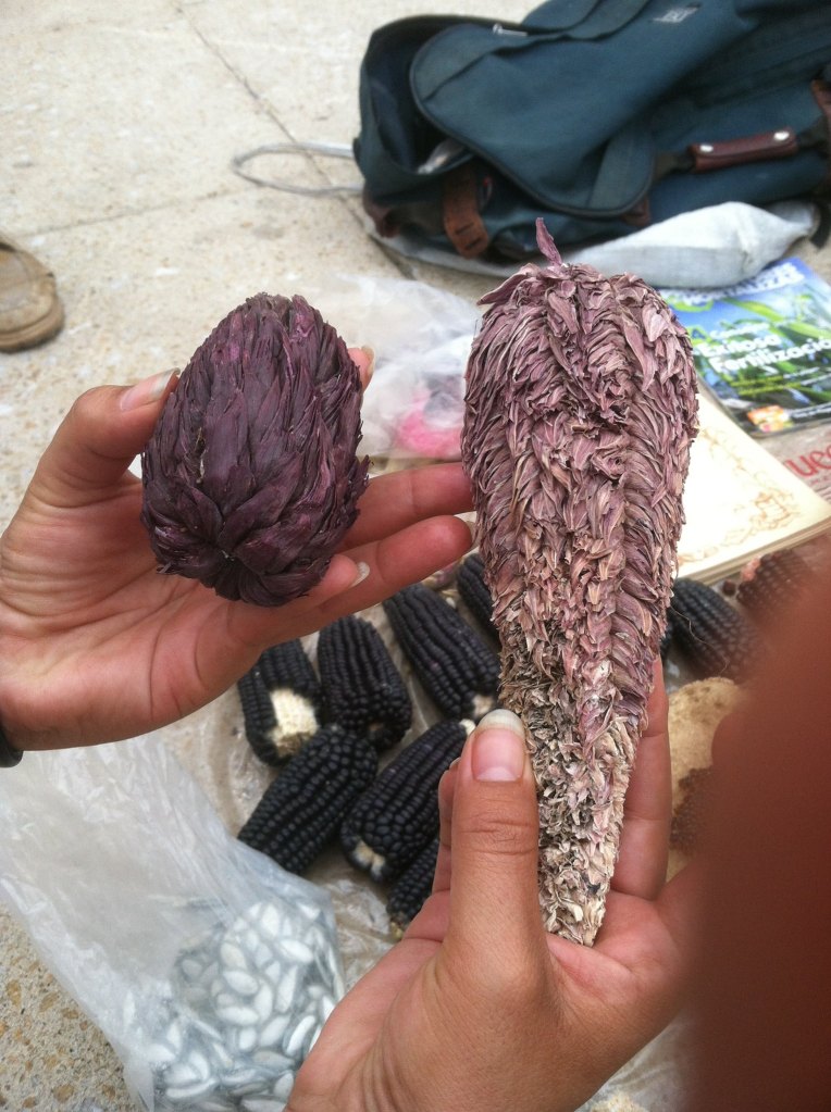 Maíz tunicado, foto de Jair Trejo