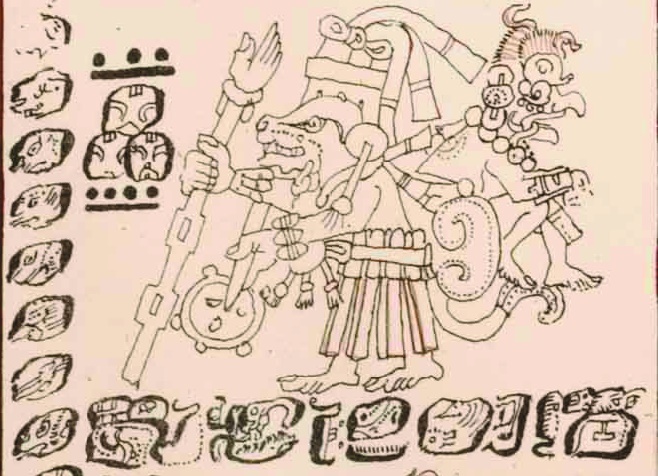 opossum carrying ajaw e